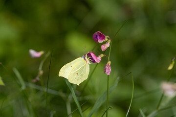 A common brimstone) on the flowers of a flat pea