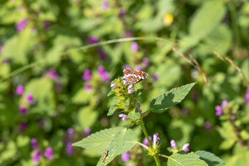 A summer generation map butterfly on a forest plant