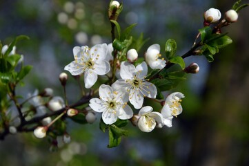 spring, tree, flower