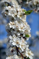 spring, tree, flower
