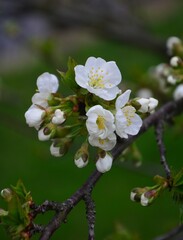 spring, tree, flower