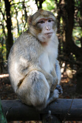 Affe