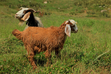 Fototapeta premium Two goats in Hindu-Kush Mountains Baghlan, Afghanistan