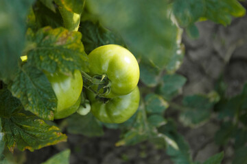 Green tomatoes on the bush, tomato bush in the garden with young shoots