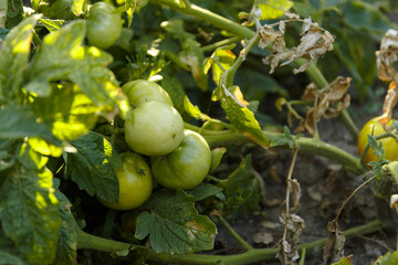 Green tomatoes on the bush, tomato bush in the garden with young shoots