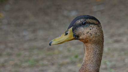 jeune canard colvert
