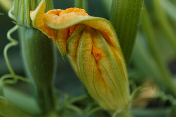 
Zucchini plant, young zucchini fruits with beautiful orange flowers in the shade of leaves, fresh healthy vegetables from the vegetable garden