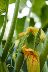 
Zucchini plant, young zucchini fruits with beautiful orange flowers in the shade of leaves, fresh healthy vegetables from the vegetable garden