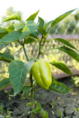 
Paprika bush in the vegetable garden