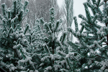 snow covered pine landscape