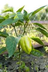 
Paprika bush in the vegetable garden