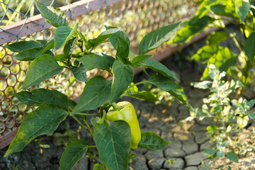 
Paprika bush in the vegetable garden
