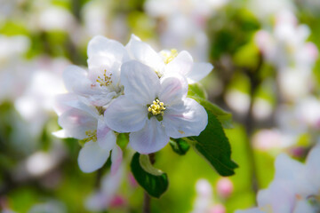 apfelblüte