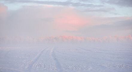 Winter landscape with snowy trees and pink sky in fog on field