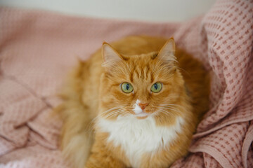 Beautiful fluffy ginger cat with white spot and green eyes