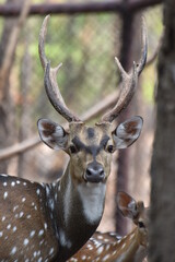 Male Axis deer or Spotted Deer head shot, looking straight to the camera. He seem to be alert and active.