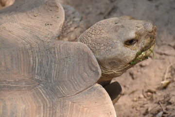 Fototapeta premium A close up shot of Aldabra giant tortoise just finish eating its meal. The species is primarily herbivore, eat grasses and leaves.