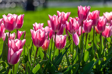pink tulips in park