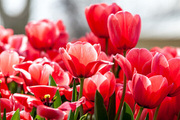 Pink tulips in public park
