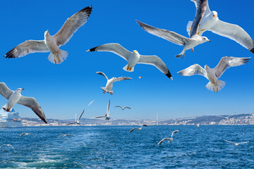 Seagulls flying behind the ferry, Istanbul