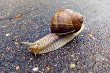 Small garden snail in shell crawling on wet road.