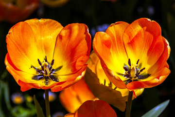 two orange tulips spring time