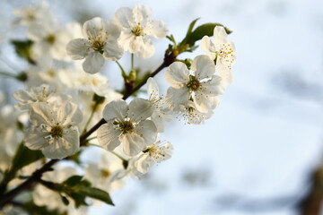 cherry blossom