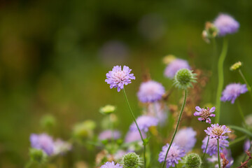 Multiple Small Bright Pink Thrift armeria Flowers Growing in the Green Grass on the Cliffs of the Irish Seaside in Ireland.