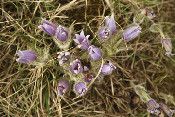 Pasqueflower from above