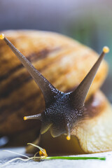 Achatina snail close up. Care and care. Medicine and cosmetology