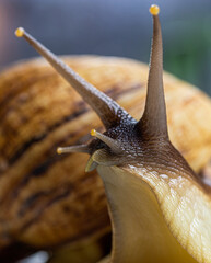 Achatina snail close up. Care and care. Medicine and cosmetology