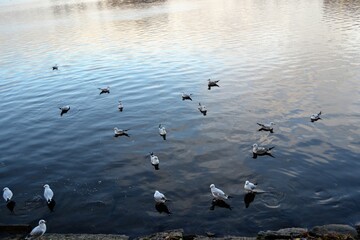 Many ivory gulls swim on the lake