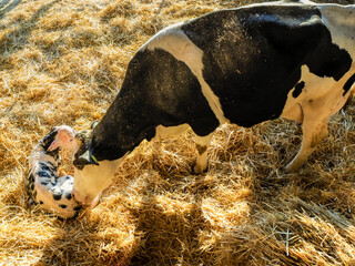 Closeup shot of a newborn holstein calf being taken care of by its mother in a barn - obrazy, fototapety, plakaty