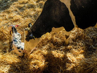 Closeup shot of a newborn holstein calf being taken care of by its mother in a barn - obrazy, fototapety, plakaty