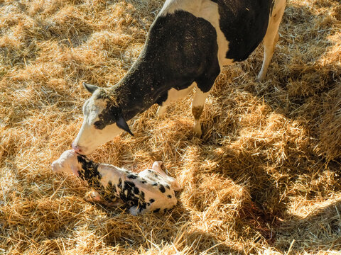 Closeup shot of a newborn holstein calf being taken care of by its mother in a barn