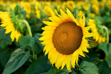 Sunflowers in field. Harvesting Sunflower Seeds in agriculture. Huge yellow flowers on summer sun...