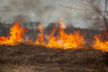 Dry grass is burning. Fire in the field in spring.
