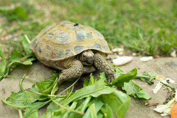 The turtle is eating grass. Land turtle on a green lawn.