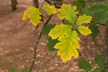 Quercus rubra autumnal leaves
