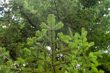 Fototapeta na wymiar Silver fir green foliage
