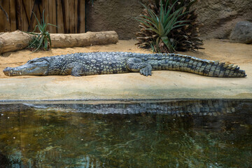 Snapshot from the The Aktiengesellschaft Cologne Zoological Garden in Cologne alligator crocodile sleeping