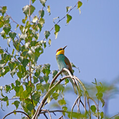 Ein Bienenfresser in den Zweigen einer Birke