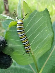 caterpillar on leaf