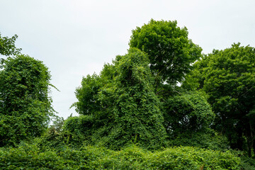 Animal-like-looking tree bushes on white sky background.  The andromorphic shape of forest with vines and bushes.
