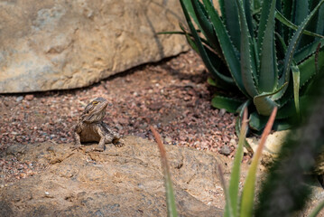 Small lizard in the desert