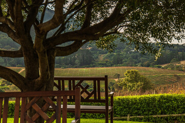 wooden bench under a tree overlooking a beautiful rolling hills wine farm in Constantia South Africa