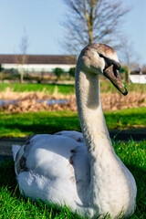 Beautiful Majestic Irish White Swan 