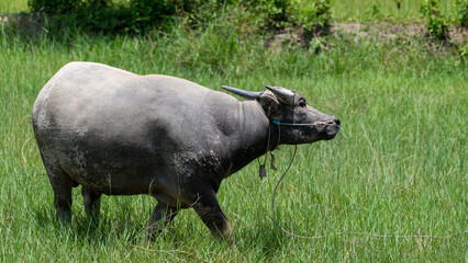 Thai Buffalo 