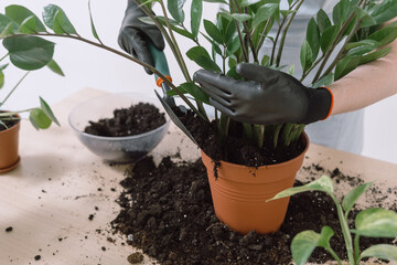 Young gardener pours peat into pot with plant