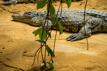 Snapshot from the The Aktiengesellschaft Cologne Zoological Garden in Cologne alligator crocodile...